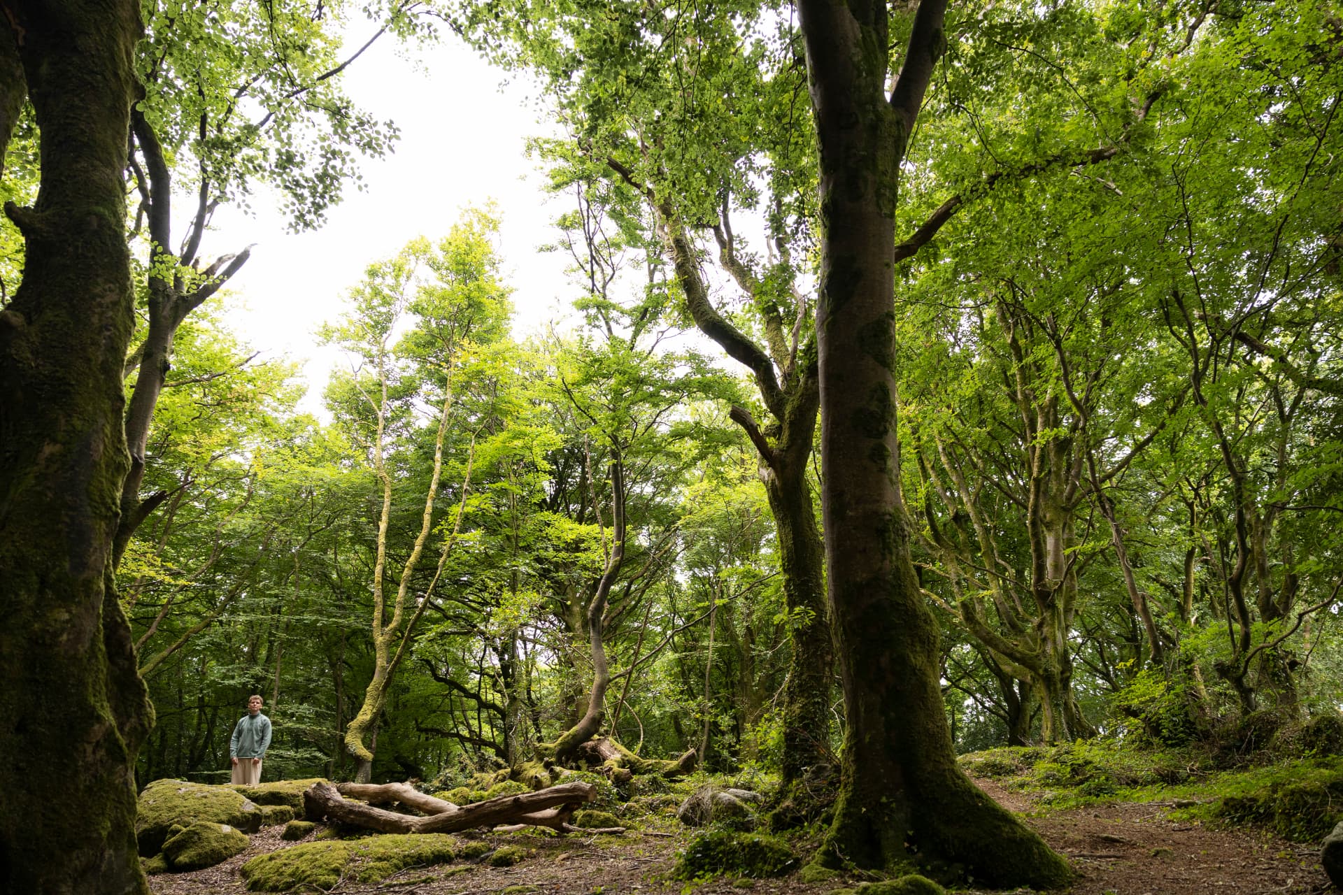 Eoghan standing among tall moss-covered trees in a quiet green forest